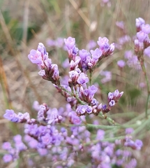 Limonium narbonense