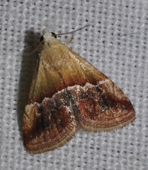 Eublemma parva
