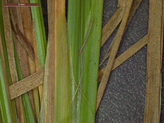 Fimbristylis quinquangularis quinquangularis