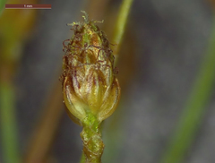 Fimbristylis quinquangularis quinquangularis