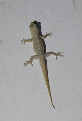 Hemidactylus garnotii