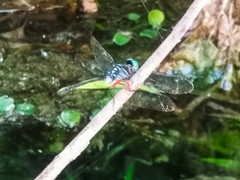 Oxythemis phoenicosceles