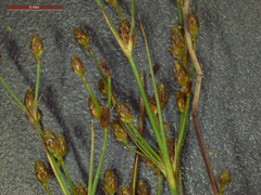 Fimbristylis quinquangularis quinquangularis