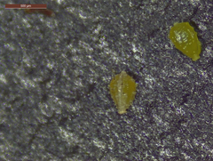 Fimbristylis quinquangularis quinquangularis