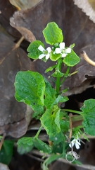 Brassicaceae