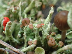 Cladonia granulosa