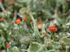 Cladonia macilenta