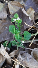 Brassicaceae