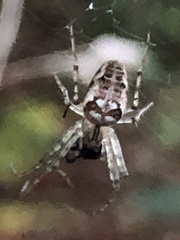 Metellina segmentata