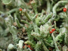 Cladonia macilenta