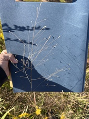Eragrostis intermedia