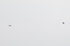 Psarocolius angustifrons