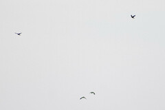 Psarocolius angustifrons