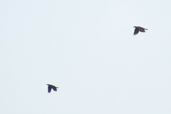 Psarocolius angustifrons