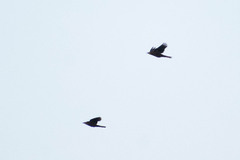 Psarocolius angustifrons