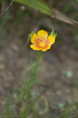 Linum berlandieri