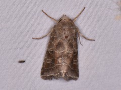 Lacinipolia erecta