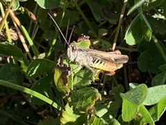 Chorthippus maritimus