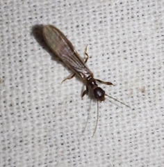 Embioptera