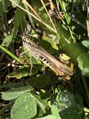 Chorthippus maritimus