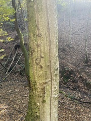 Acer pseudoplatanus