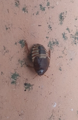 Macroscytus brunneus