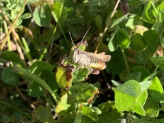 Chorthippus maritimus