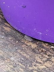 Holoverticata