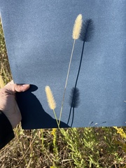 Setaria viridis