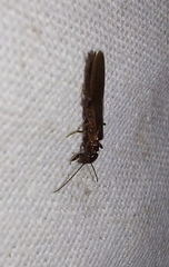 Embioptera