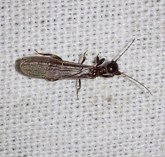 Embioptera