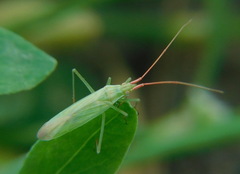 Trigonotylus caelestialium