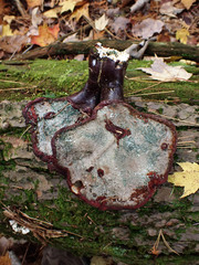 Trichoderma harzianum