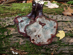 Trichoderma harzianum