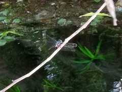 Oxythemis phoenicosceles
