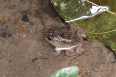 Occidozyga martensii