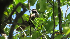 Colinus nigrogularis