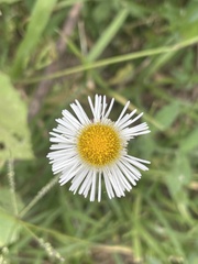 Erigeron longipes
