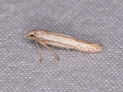 Haplochrois bipunctella