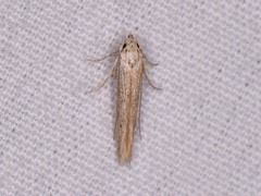 Haplochrois bipunctella