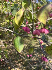 Euonymus atropurpureus