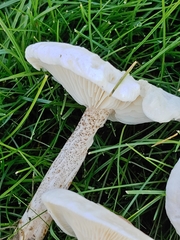 Melanoleuca verrucipes