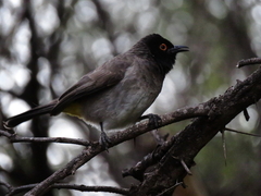 Pycnonotus nigricans