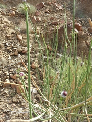 Periploca aphylla