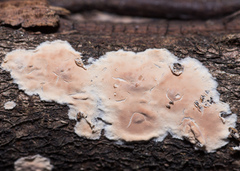 Cylindrobasidium laeve