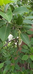 Phytolacca dioica
