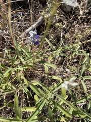 Salvia farinacea