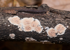 Cylindrobasidium laeve