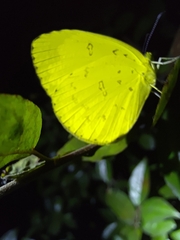 Eurema hecabe