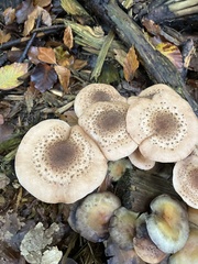 Armillaria ostoyae